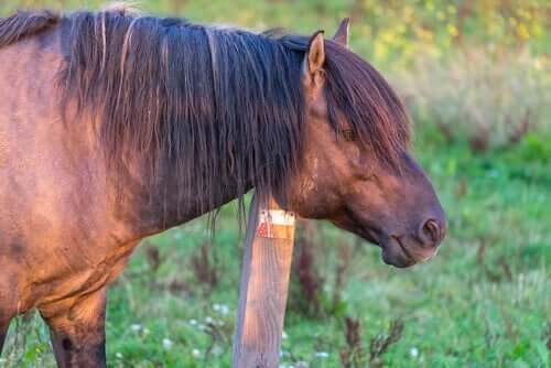 Hodet og manen til en arbeidshest