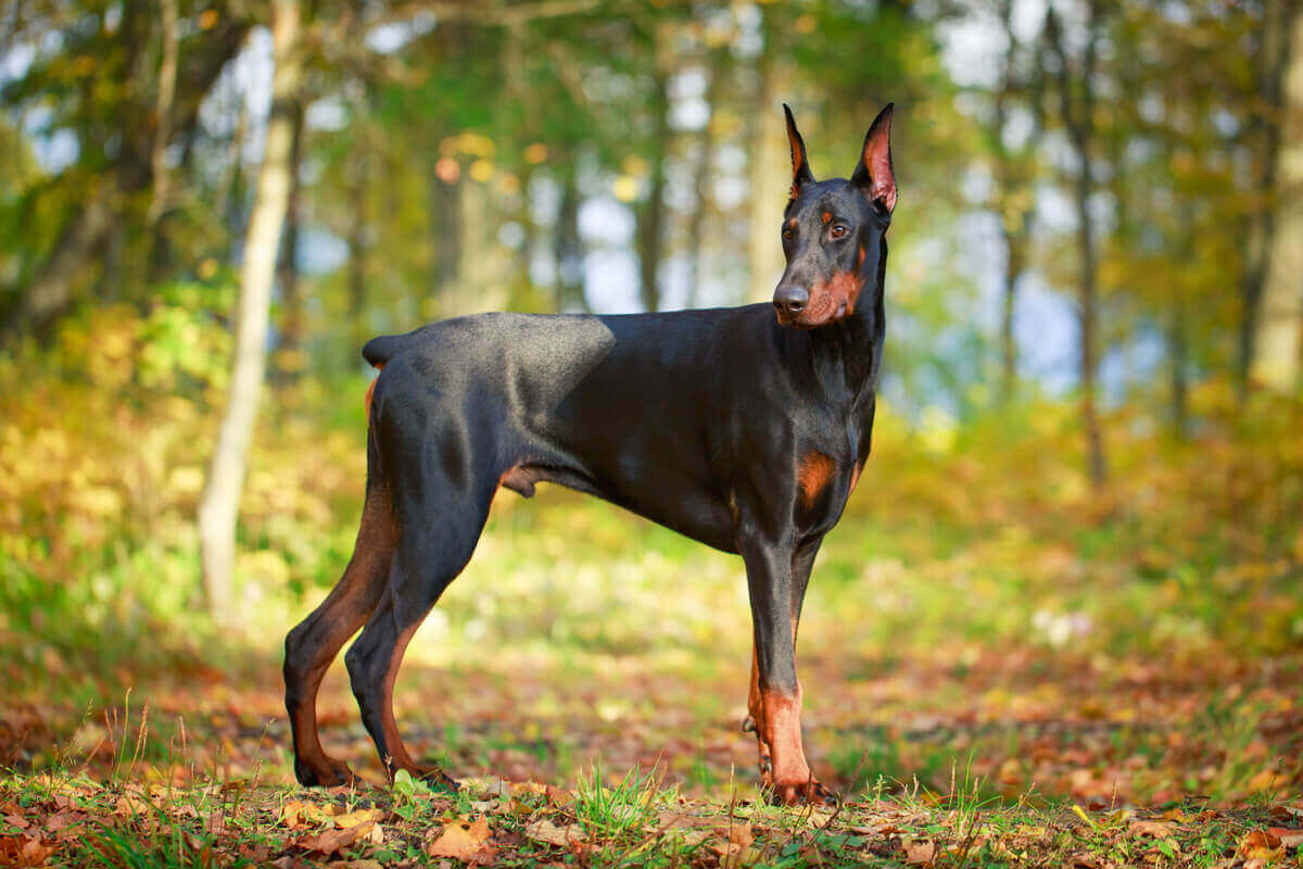 En dobermann