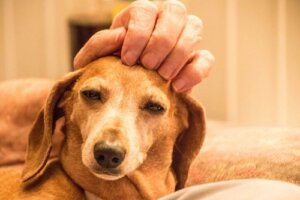 Animal Welfare Awards: Et bra businessinitiativ