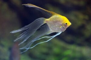 Definisjon av og kjennetegn på hybrider