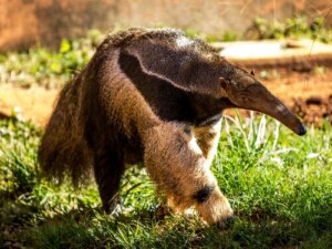 Interessante dyr som spiser maur: Maurspisende dyr