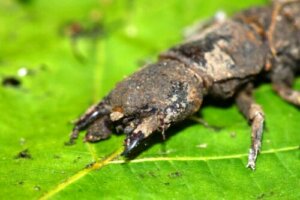 Insekter som ser skumle ut, men som er harmløse