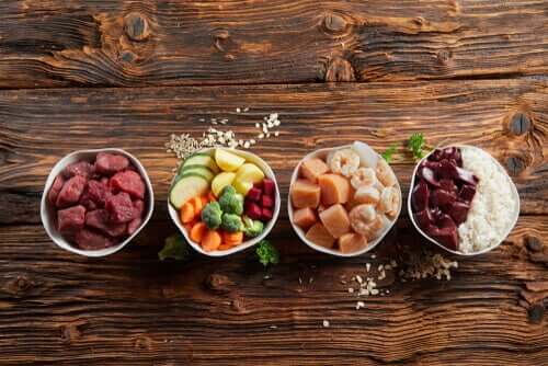 Betydningen av riktig ernæring for kjæledyr