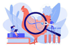 Hva er genetisk seleksjon av husdyr?