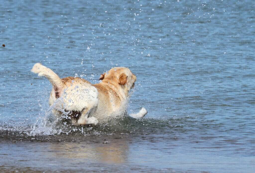 Redningsteam redder hund dratt til havs