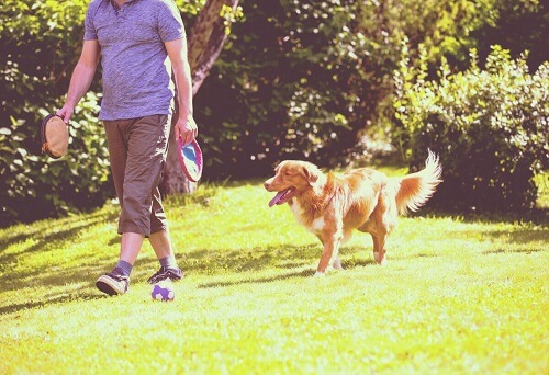 Hunder følger etter eierne