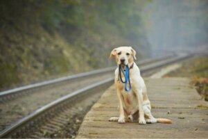 En bortkommen hund gikk 80 km for å komme hjem