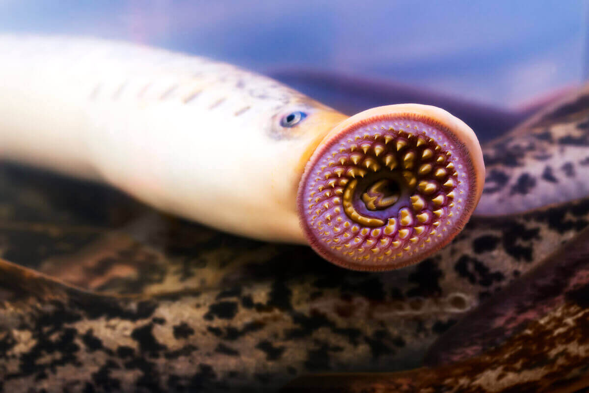 Et annet eksempel på fisker uten fiskeskjell: Niøyer