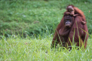 Hva er en dyregenerasjon?