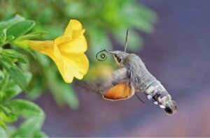 Rollen til en dagsvermer i pollinering