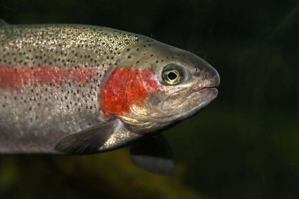 Regnbueørret, en flerfarget laksefisk