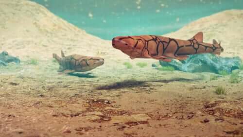 To haier på havbunnen