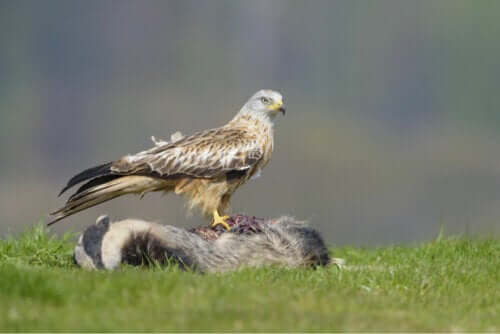 Snegleglente på et grevling