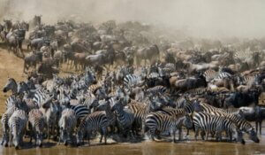 Alt om migrerende dyr