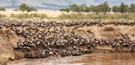 Gnuer som krysser elven Mara som en del av deres trekkrute