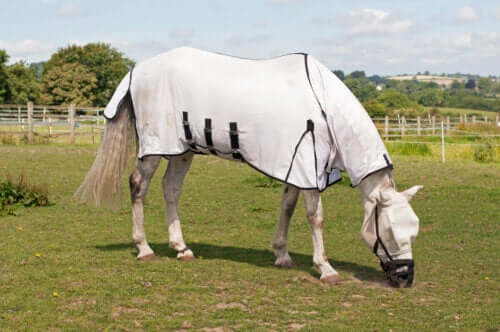 En tildekket hest