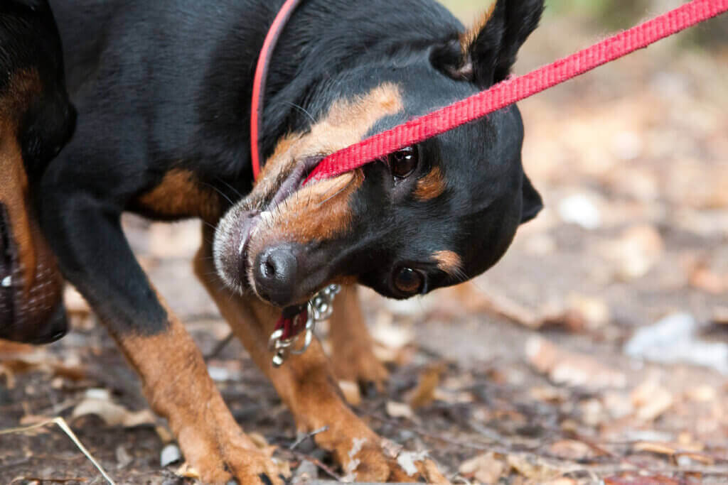 Hva skal man gjøre hvis hunden biter i båndet?
