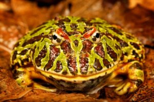 Å ha en hornfrosk som kjæledyr