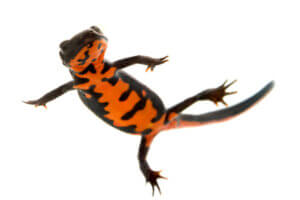 Ildbuksalamander: Omsorg og karakteristikker