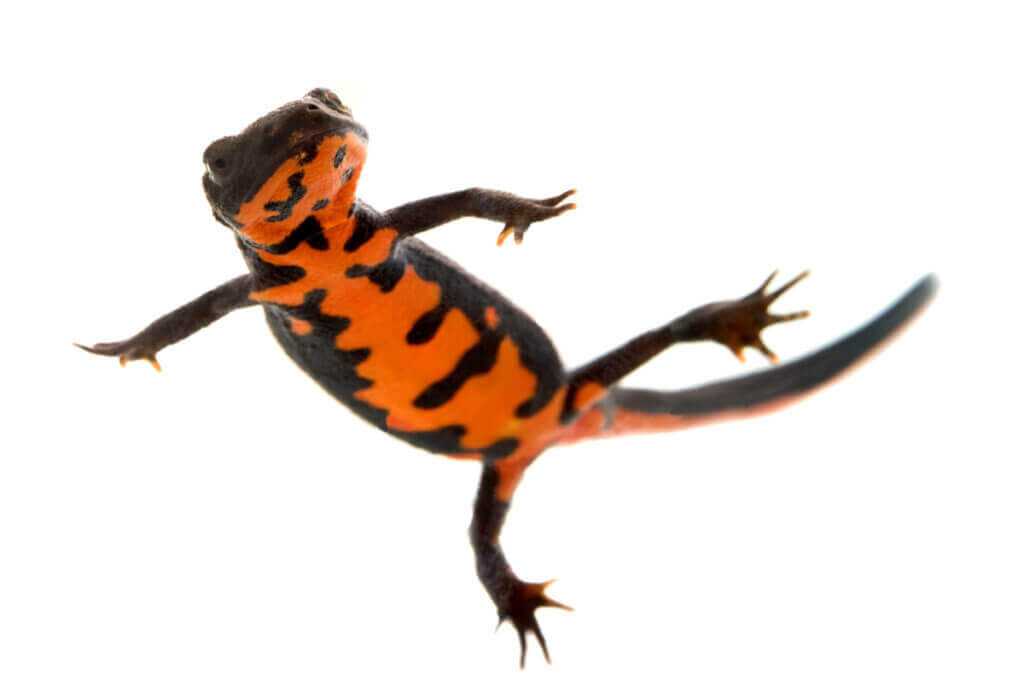 Ildbuksalamander: Omsorg og karakteristikker