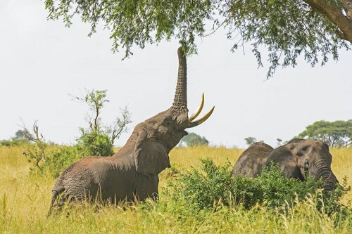 Hva elefanter spiser i fangenskap
