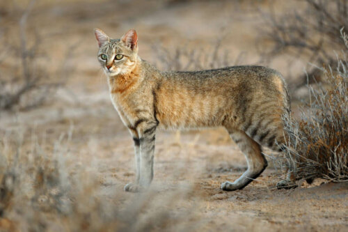 Den afrikanske villkatten