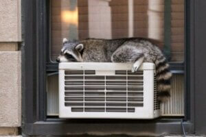 Temperaturregulering hos dyr