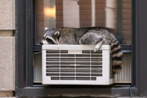 Temperaturregulering hos dyr