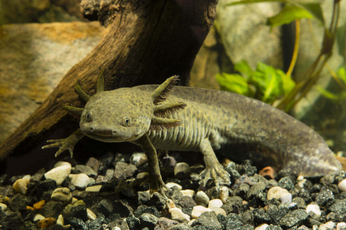 En stor axolotl i akvarium