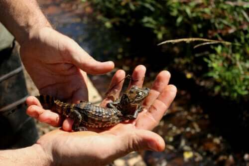 En bredsnutekaimanbaby på en persons hender