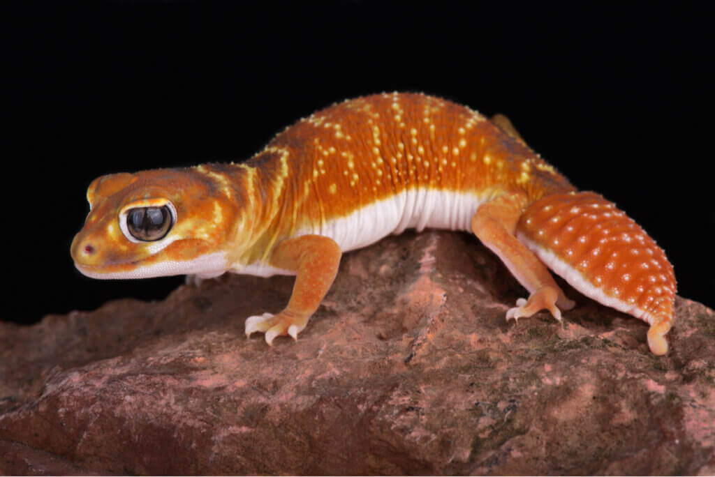 Nephrurus levis: Omsorg i fangenskap