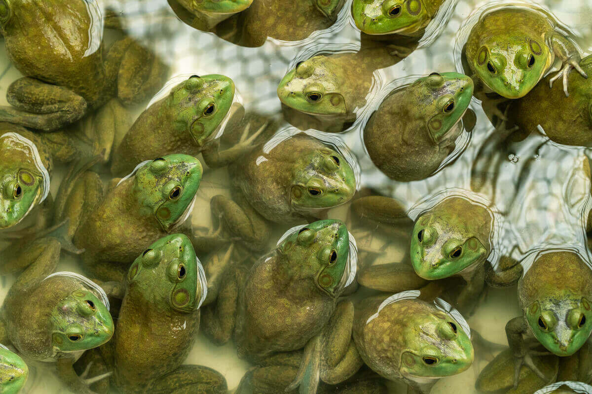 Mange oksefrosker i en dam