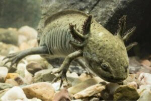 Hvordan kjøler man ned vannet i akvariet til en axolotl?