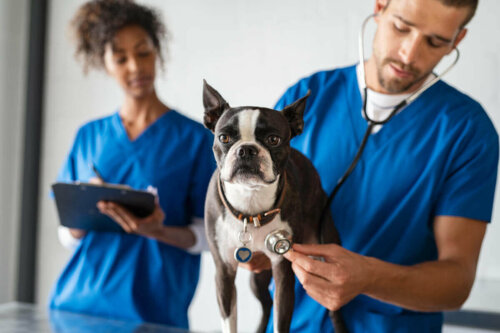 En hund hos veterinæren