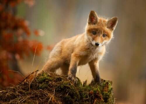 Jordens sjette masseutryddelse i holocen