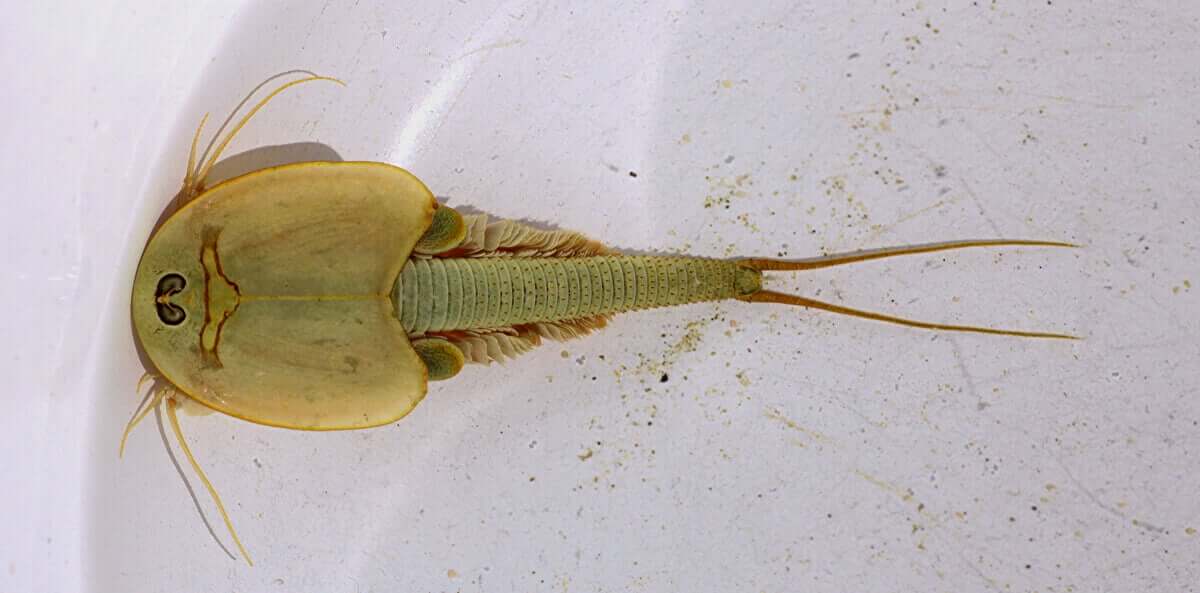 Et nærbilde av en triops nedenfra