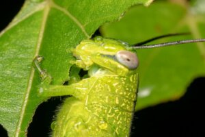 Hva spiser gresshopper?