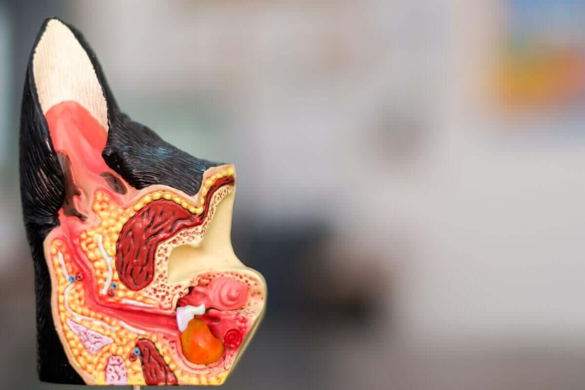 Anatomi i hundens øre