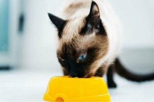 Starte en diett for overvektige katter