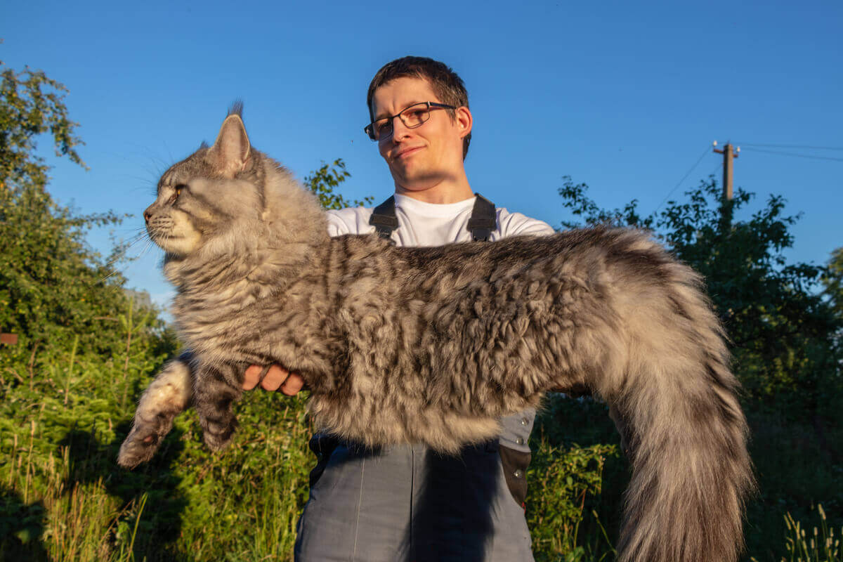 En enorm katt
