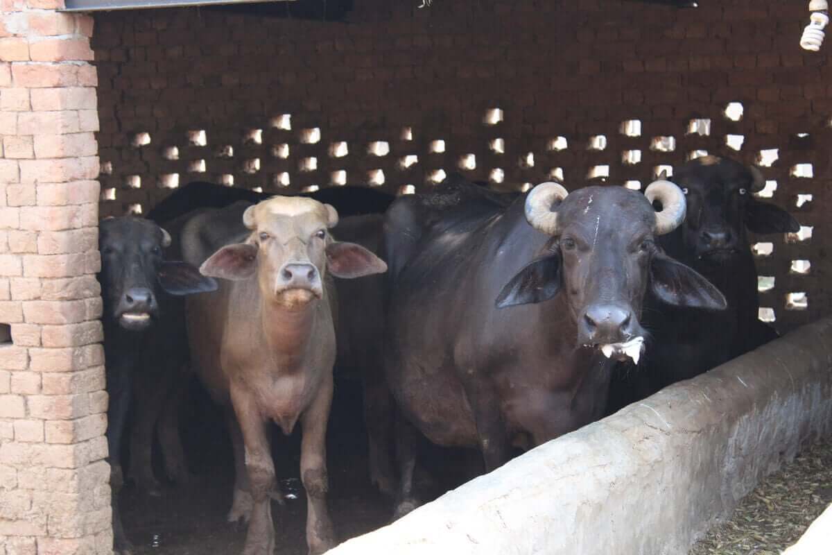 Bøfler i et menneskeskapt mursteinhus