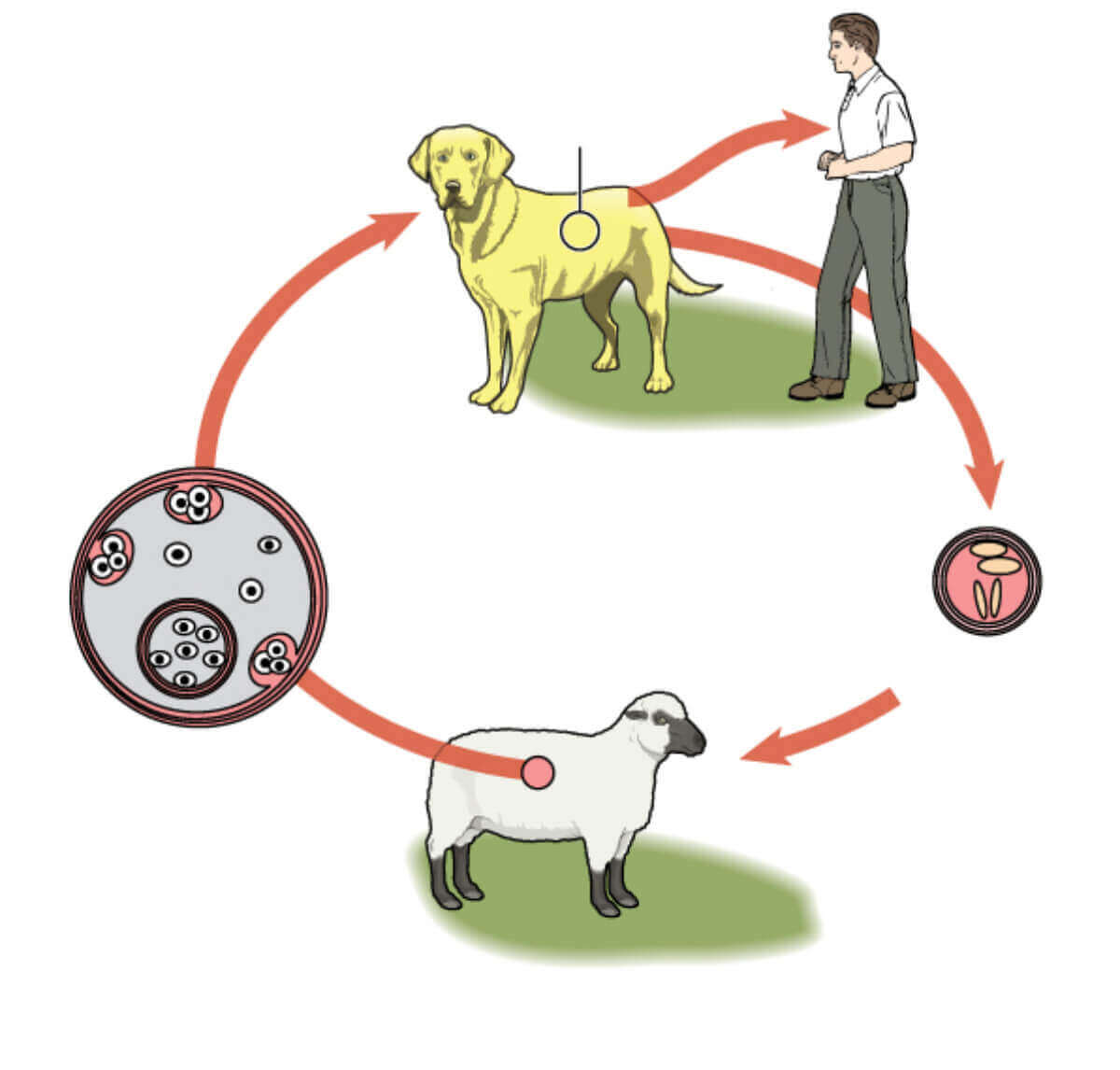 Hvordan en parasitt angriper