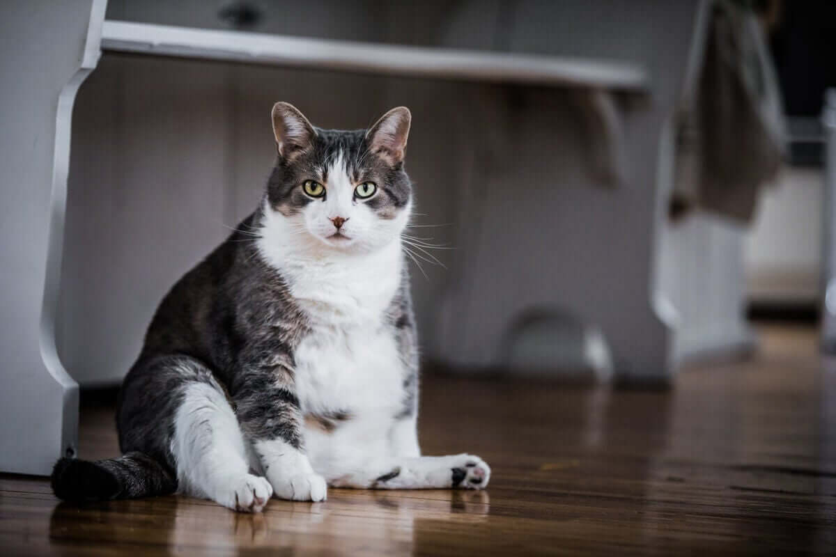 Overvektig katt med spesielle behov