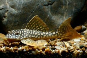 Naturlige akvariumrensere - Hold akvariet ditt rent