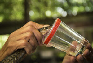 Oppdag kraften til gift som medisin