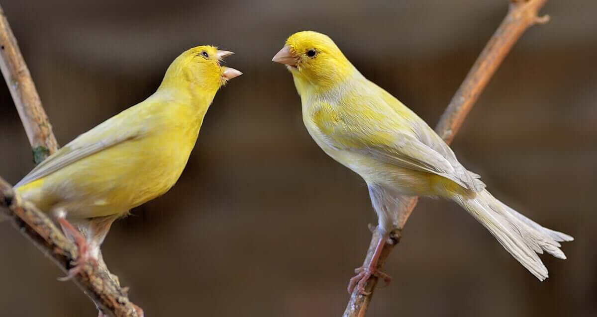 kanarifugler synger i et tre