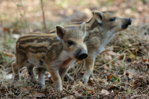 Avl av villsvin i fangenskap