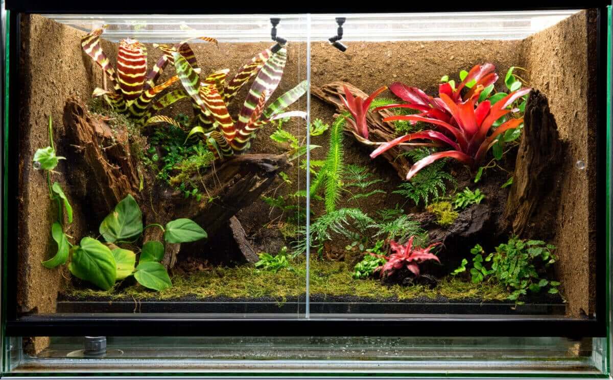 Et tropisk terrarium