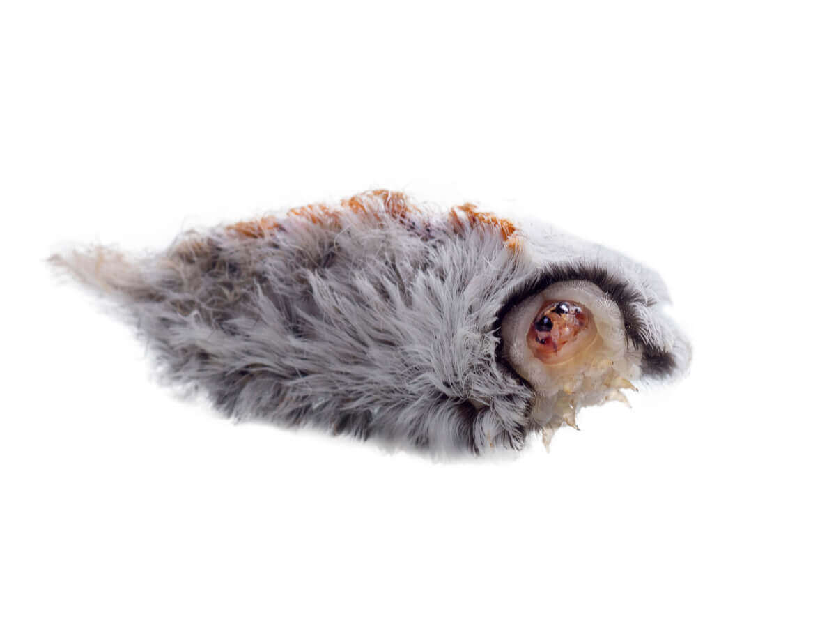 Ansiktet til en Megalopyge opercularis