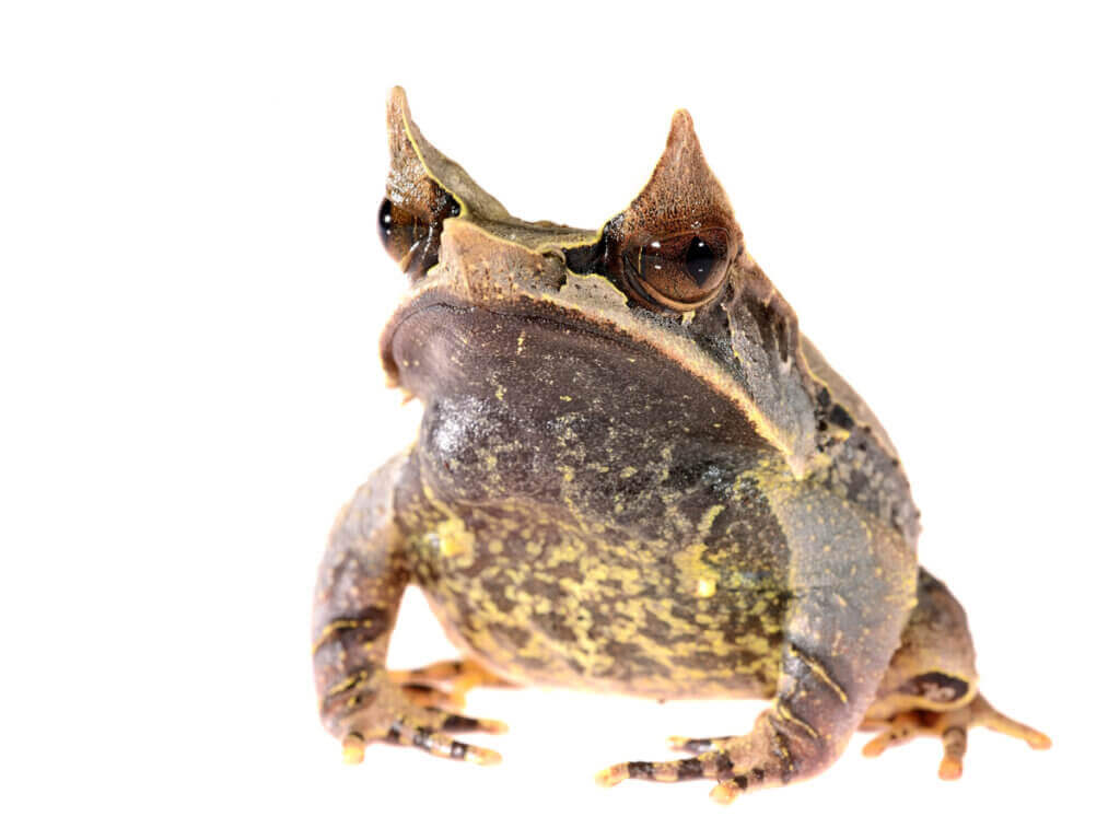 Megophrys nasuta: Den berømte malayiske frosken